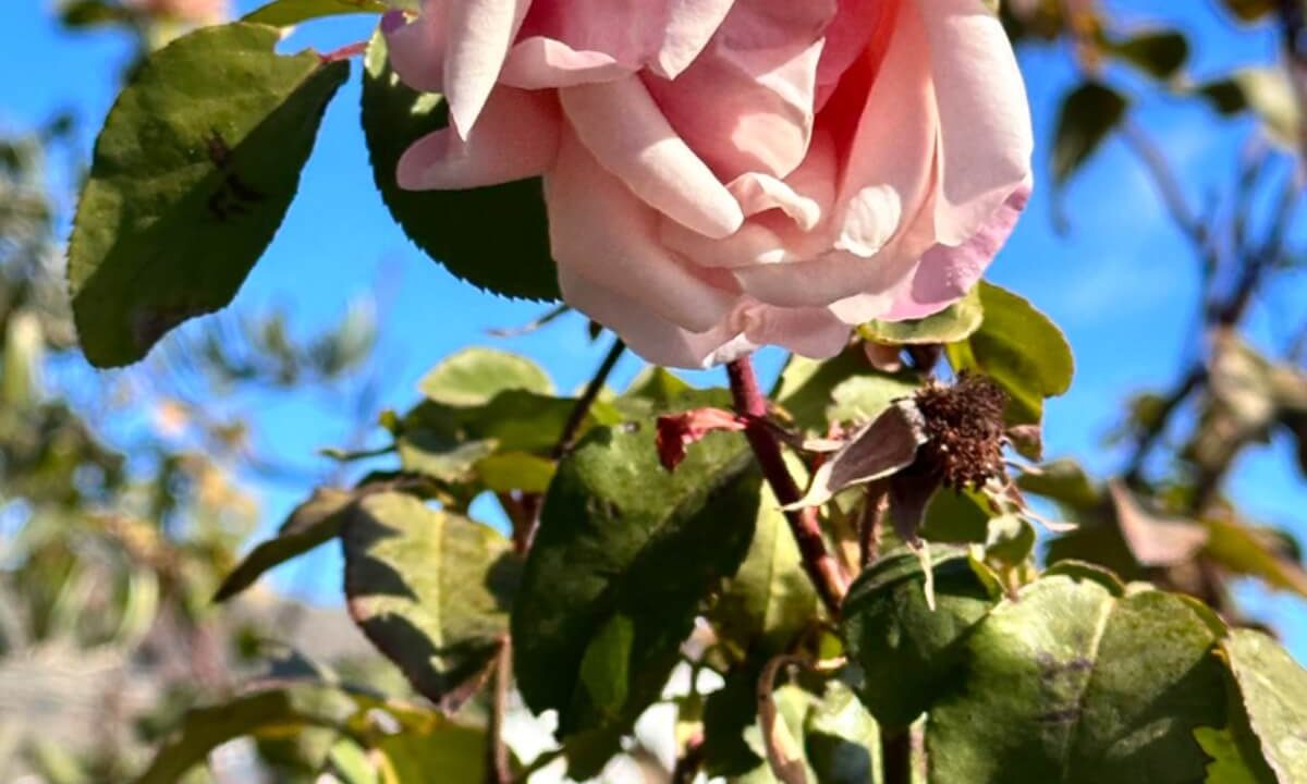 "Jebel Al Akhdar roses growing on mountain terraces in Oman."